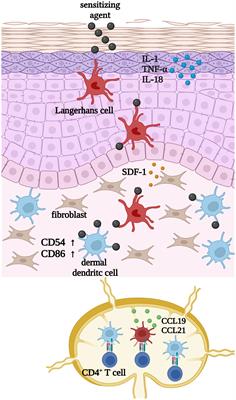 A human 3D immune competent full-thickness skin model mimicking dermal dendritic cell activation
